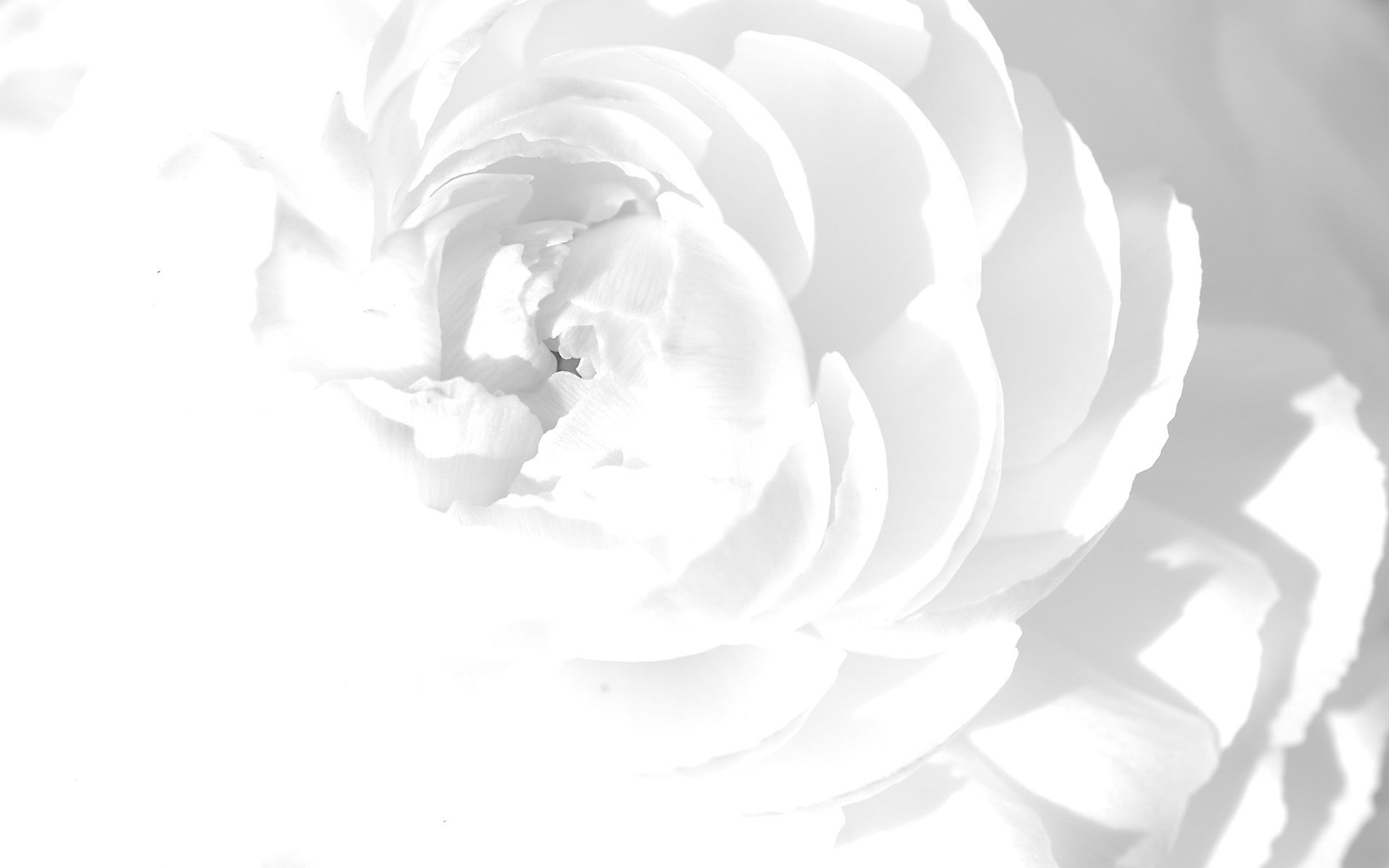 Background White Flower